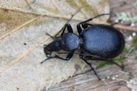 Cychrus caraboides