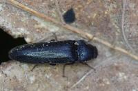 Melanotus villosus