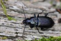 Pterostichus oblongopunctatus