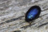 Platydema violacea