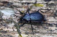 Carabus arvensis