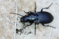 Abax parallelepipedus