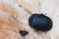 Phosphuga atrata