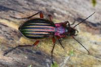 Carabus auronitens