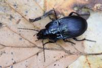 Abax ovalis