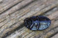 Platydema violacea