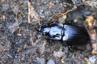 Abax parallelepipedus
