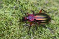 Carabus auronitens