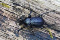 Carabus arvensis