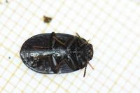 Platydema violacea