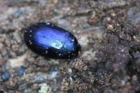 Platydema violacea