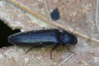 Melanotus villosus