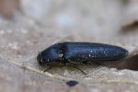 Melanotus villosus