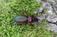 Carabus auronitens