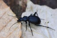 Cychrus caraboides