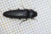 Melanotus villosus