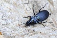 Abax parallelepipedus