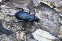 Carabus arvensis