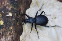 Cychrus caraboides