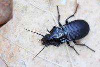 Abax parallelepipedus