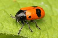 Clytra laeviuscula