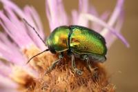 Cryptocephalus