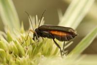 Oedemera flavipes