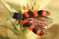 Trichodes alvearius
