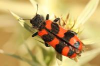 Trichodes alvearius