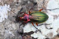 Carabus auronitens