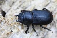Dorcus parallelipipedus