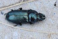 Platycerus caraboides