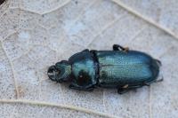 Platycerus caraboides