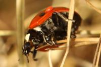 Coccinella septempunctata
