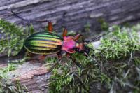 Carabus auronitens