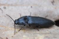 Melanotus villosus