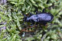 Pterostichus oblongopunctatus