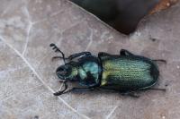 Platycerus caraboides