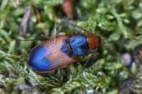 Diachromus germanus