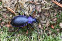 Carabus problematicus