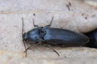 Melanotus villosus