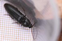 Melanotus villosus