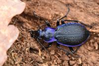 Carabus problematicus