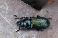 Platycerus caraboides