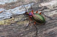 Carabus auronitens