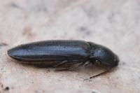 Melanotus villosus