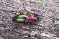 Carabus auronitens
