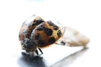 Harmonia axyridis