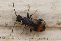 Anthicus antherinus