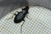 Platyderus depressus